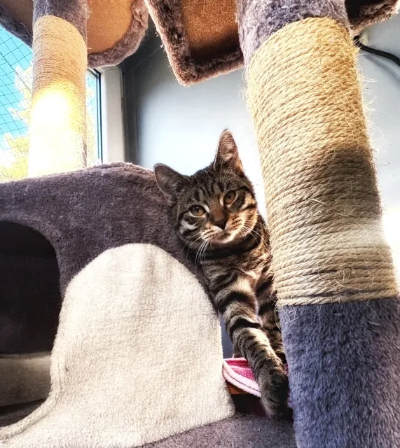 Kot do adopcji, Piła, 3 września 2025 (4/5)