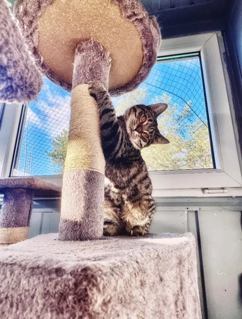 Kot do adopcji, Piła, 3 września 2025 (5/5)