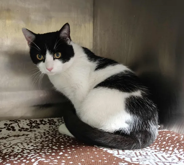 Kot do adopcji, Włocławek, 23 listopada 2025