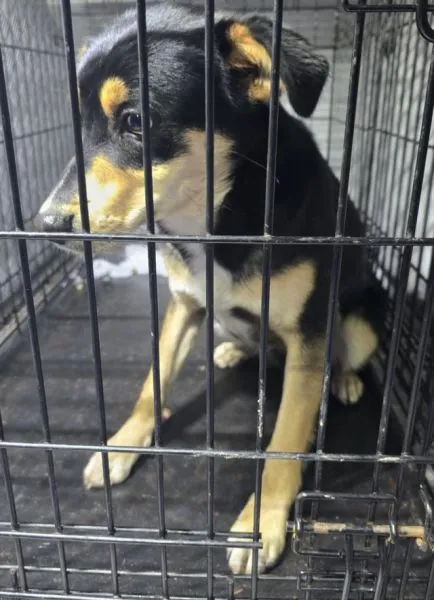 Znaleziono psa, Radom, 23 listopada 2025