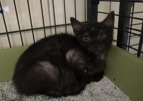 Kot do adopcji, Częstochowa, 17 maja 2025