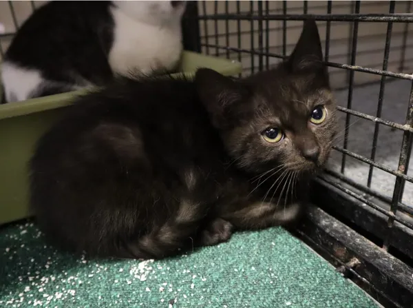 Kot do adopcji, Częstochowa, 17 maja 2025