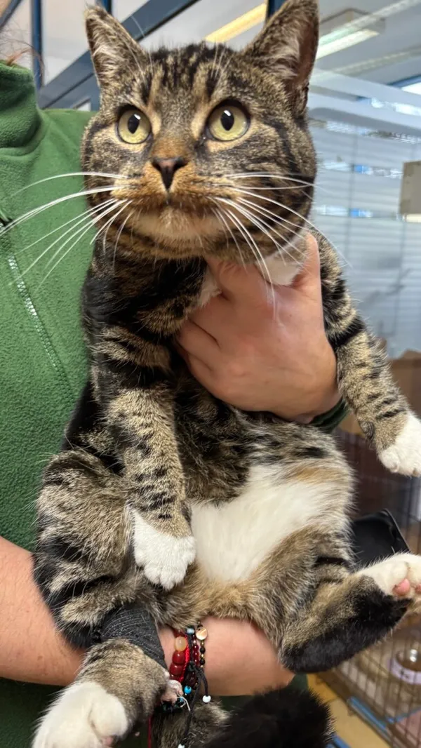 Znaleziono kota, Gdańsk, 24 listopada 2025