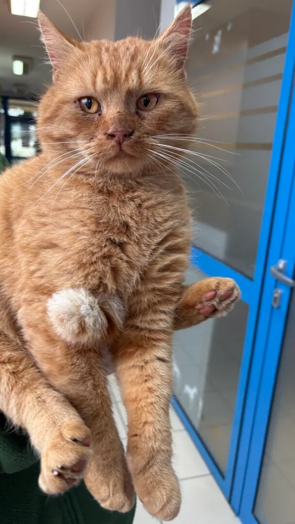 Znaleziono kota, Gdańsk, 24 listopada 2025