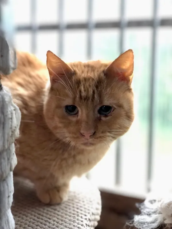 Kot do adopcji, Gdańsk, 24 listopada 2025