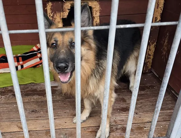 Pies do adopcji, Gorzów Wielkopolski, 24 listopada 2025