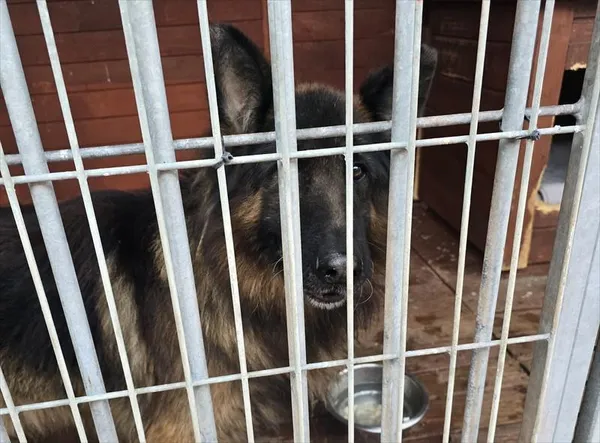 Pies do adopcji, Gorzów Wielkopolski, 23 listopada 2025