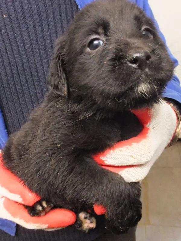 Znaleziono psa, Nowa Krępa, 14 listopada 2025