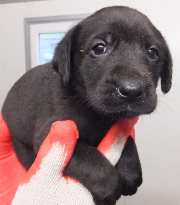 Znaleziono psa, Nowa Krępa, 14 listopada 2025