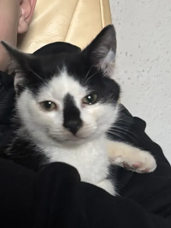 Znaleziono kota, Łódź, 24 listopada 2025