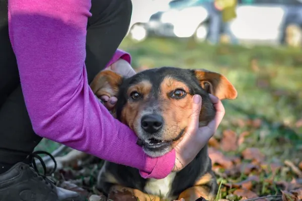 Pies do adopcji, Radom, 24 listopada 2025 (1/5)