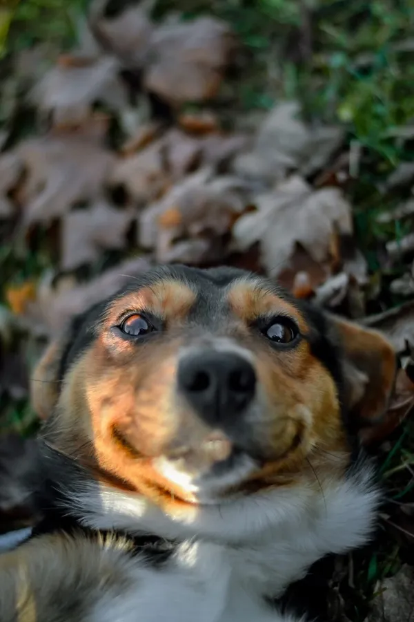 Pies do adopcji, Radom, 24 listopada 2025 (3/5)