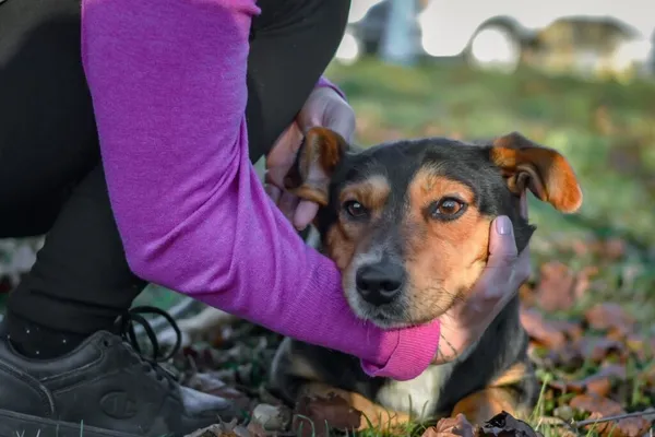 Pies do adopcji, Radom, 24 listopada 2025 (5/5)