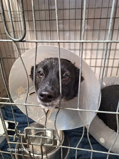 Pies do adopcji, Orzechowce, 11 października 2025 (1/3)