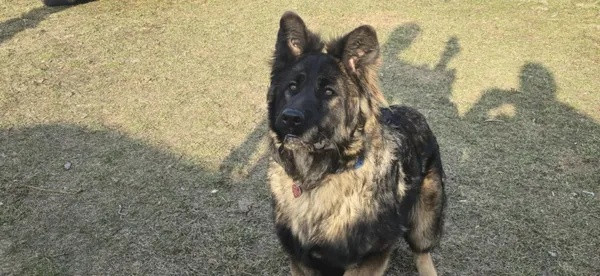 Zaginął pies, Łódź, 24 listopada 2025