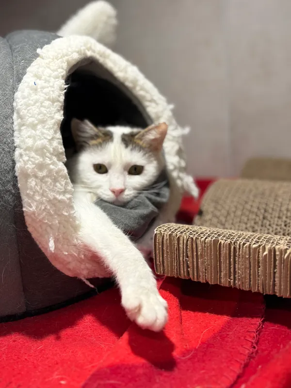 Znaleziono kota, Sosnowiec, 22 listopada 2025 (3/4)