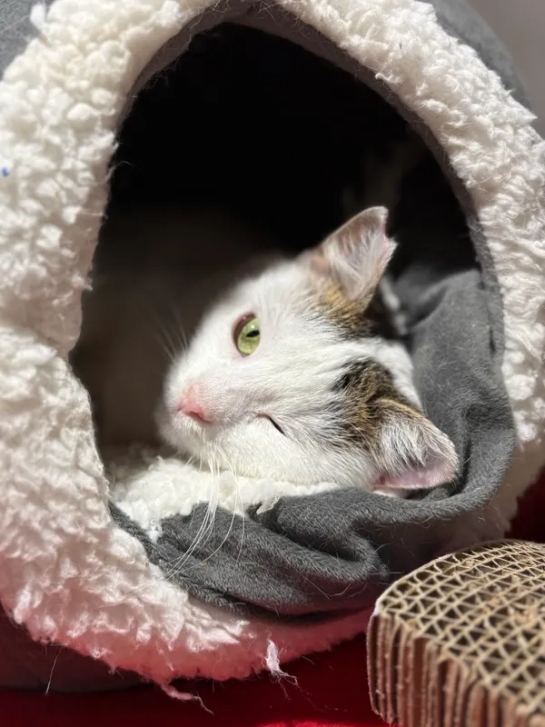 Znaleziono kota, Sosnowiec, 22 listopada 2025 (4/4)