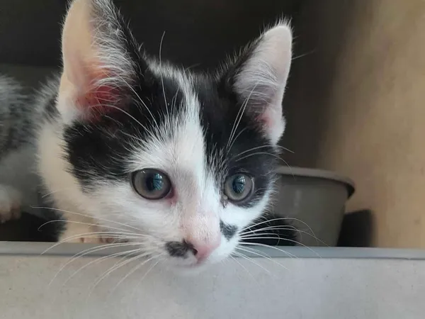 Znaleziono kota, Sosnowiec, 22 listopada 2025