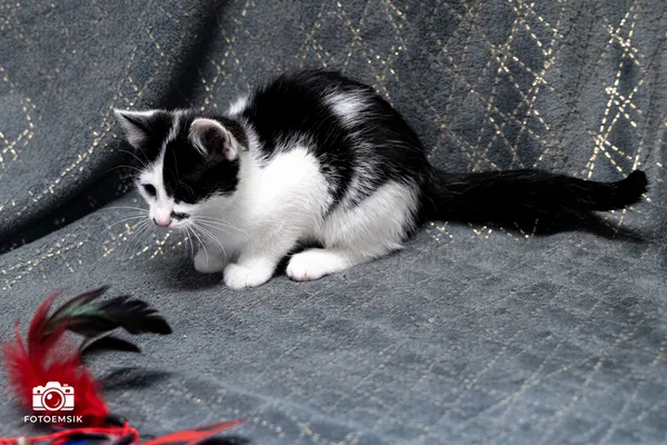 Znaleziono kota, Sosnowiec, 22 listopada 2025 (2/2)