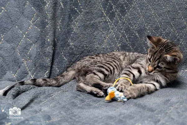 Znaleziono kota, Sosnowiec, 22 listopada 2025 (2/3)