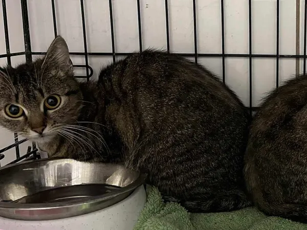 Znaleziono kota, Sosnowiec, 20 listopada 2025