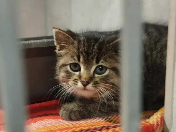 Znaleziono kota, Sosnowiec, 19 listopada 2025 (1/2)