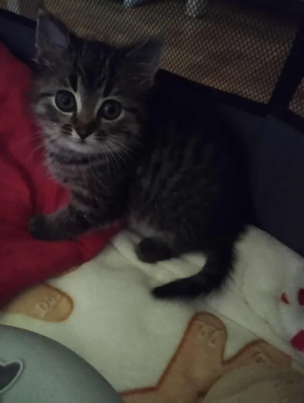 Znaleziono kota, Sosnowiec, 19 listopada 2025 (2/2)