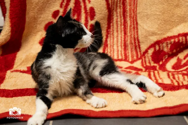 Znaleziono kota, Sosnowiec, 20 listopada 2025 (1/4)