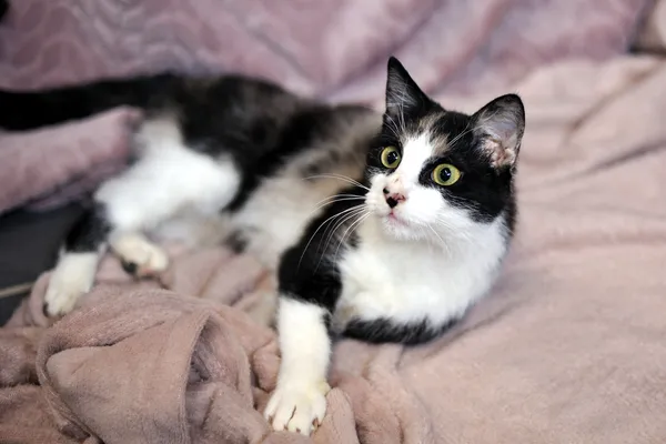 Znaleziono kota, Sosnowiec, 20 listopada 2025 (2/4)