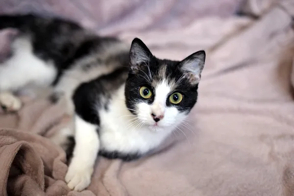 Znaleziono kota, Sosnowiec, 20 listopada 2025 (4/4)