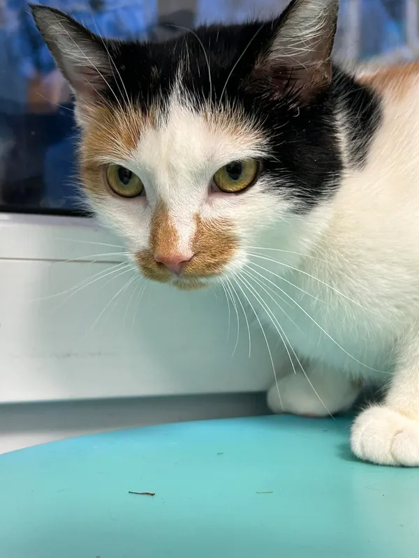 Kot do adopcji, Zgierz, 28 października 2025 (2/3)