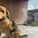 Pies do adopcji