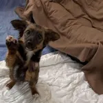 Pies do adopcji