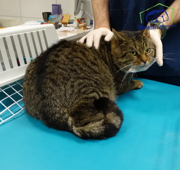 Znaleziono kota, Szczecin, 24 listopada 2025