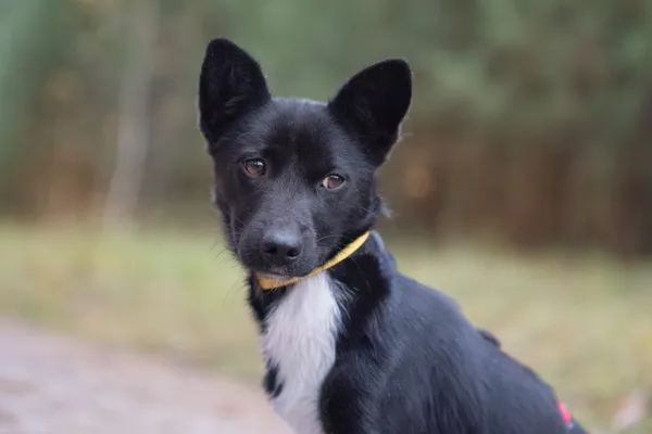 Pies do adopcji, Nowodwór, 24 listopada 2025 (1/5)