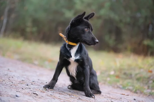 Pies do adopcji, Nowodwór, 24 listopada 2025 (2/5)