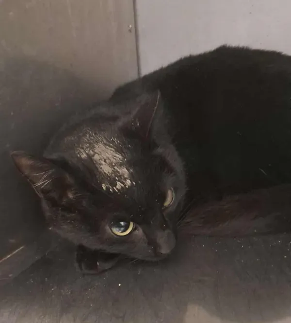 Znaleziono kota, Olsztyn, 23 listopada 2025 (2/2)