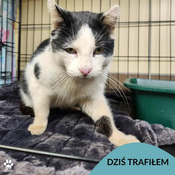 Znaleziono kota, Gdynia, 23 listopada 2025