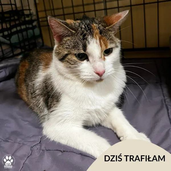 Znaleziono kota, Gdynia, 20 listopada 2025