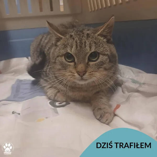 Znaleziono kota, Gdynia, 19 listopada 2025