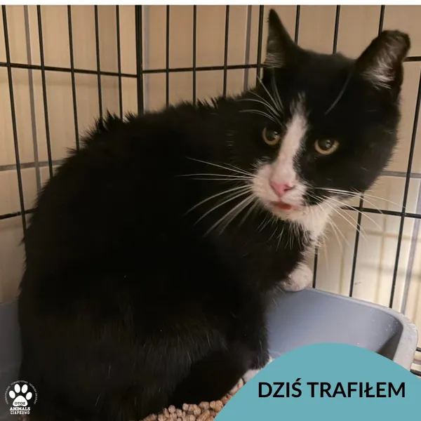 Znaleziono kota, Gdynia, 19 listopada 2025