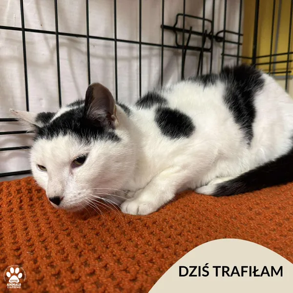 Znaleziono kota, Gdynia, 16 listopada 2025