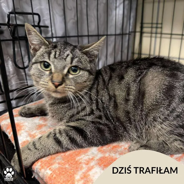 Znaleziono kota, Gdynia, 15 listopada 2025