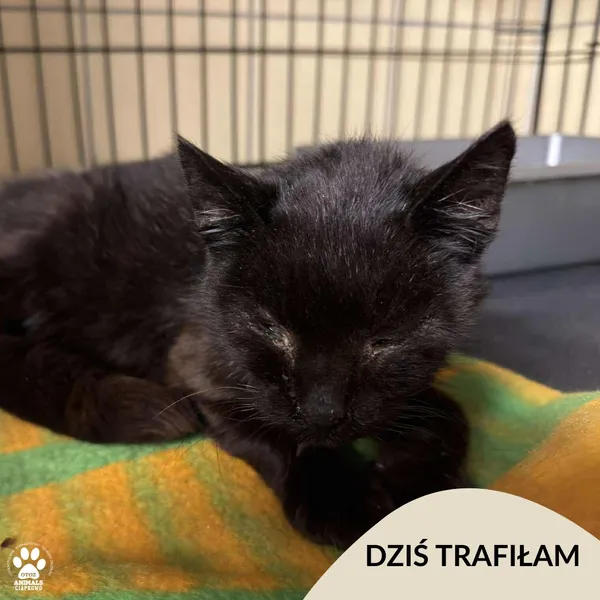 Znaleziono kota, Gdynia, 11 listopada 2025