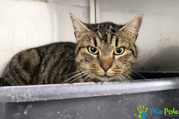 Kot do adopcji, Racławice, 25 listopada 2025 (1/2)