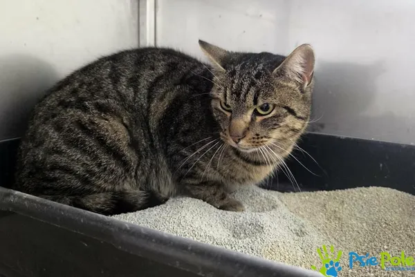 Kot do adopcji, Racławice, 25 listopada 2025 (2/2)