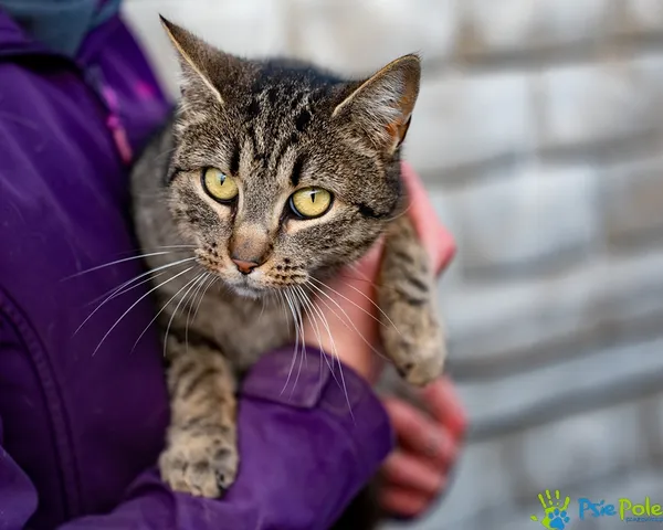 Kot do adopcji, Racławice, 25 listopada 2025 (1/5)