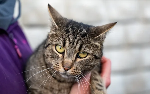 Kot do adopcji, Racławice, 25 listopada 2025 (2/5)