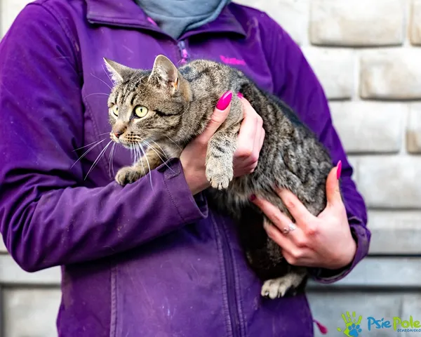 Kot do adopcji, Racławice, 25 listopada 2025 (3/5)