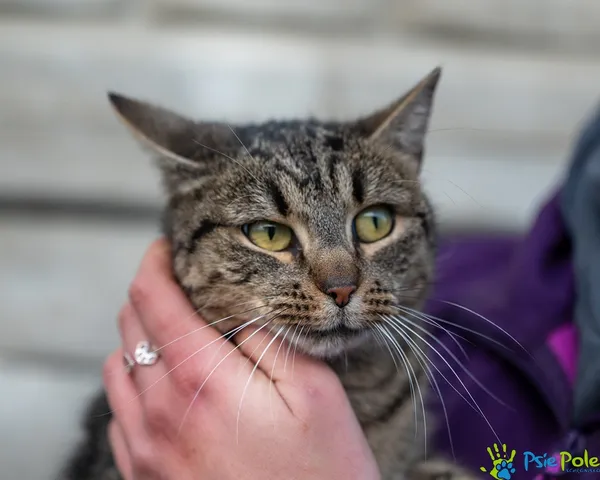 Kot do adopcji, Racławice, 25 listopada 2025 (4/5)